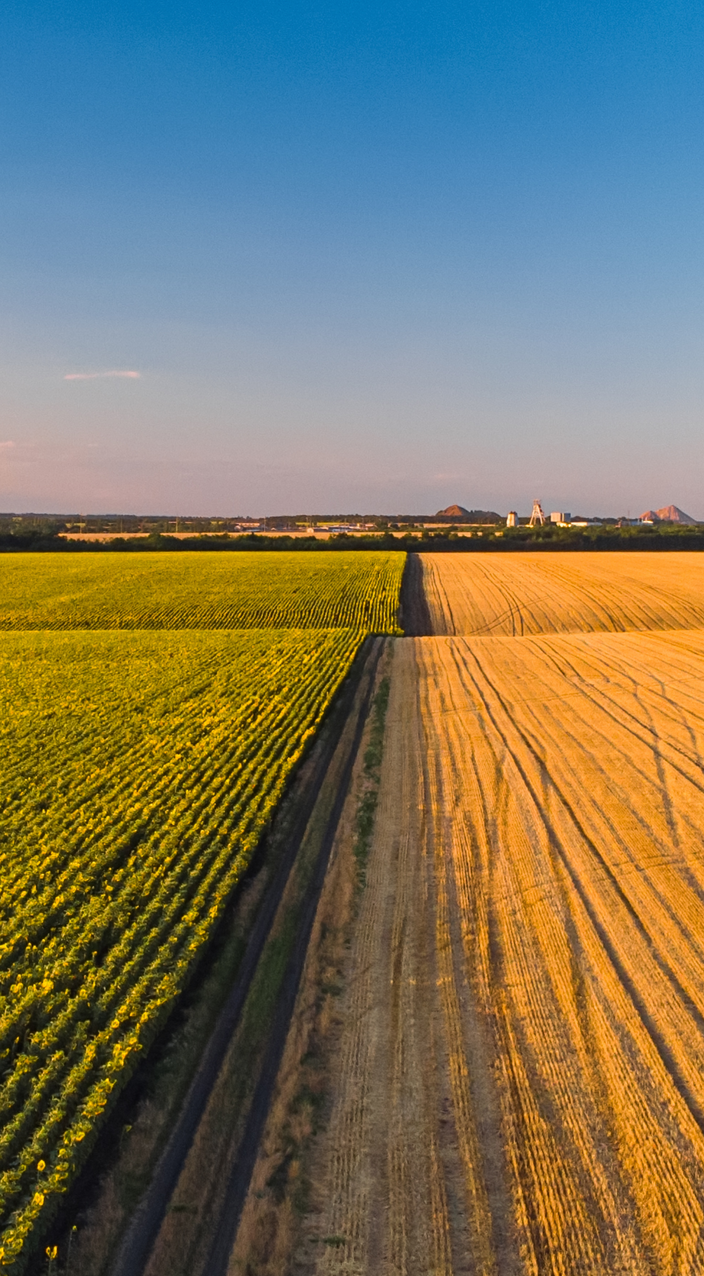 colorful-farm-fields-from-above-sunflower-wheat-rye-and-corn (1) 1